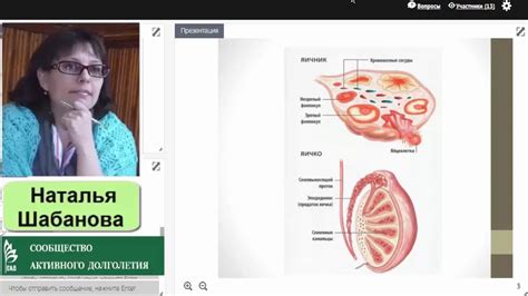 «ACLON» Виоргон 13 Яичники Шабанова Н 12 09 17 - YouTube