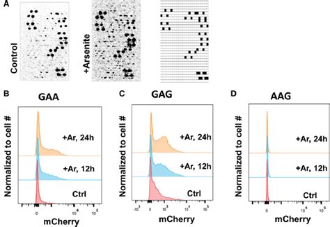 Oxidative Stress Increases Mistranslation Of Gaa Glu And Gag Glu