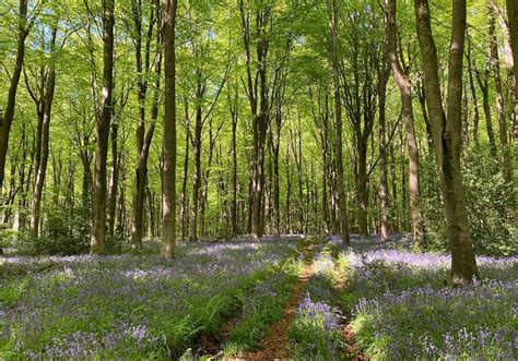 Your Pictures On The Theme Of Woodland Walk Bbc News