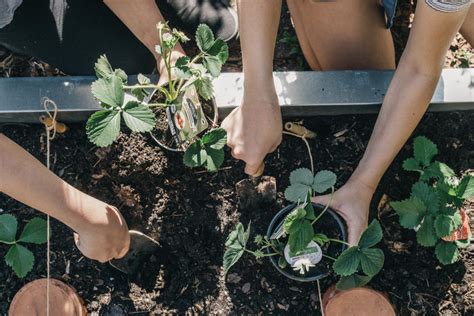 G Rtnern Mit Kindern Ein Naschbeet F R Kinder Anlegen Gartenblog