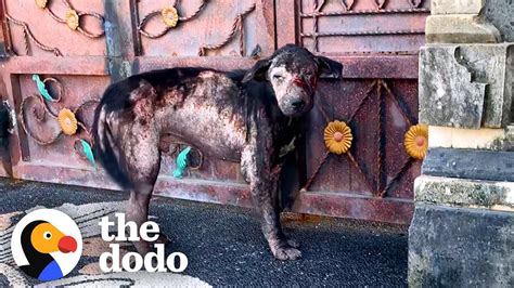 Abandoned Street Dog Who Didnt Know How To Dog The Dodo Faith