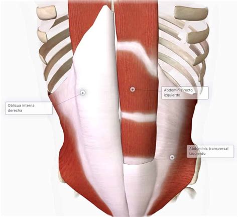 Músculos Abdominales Ii Pared Anterolateral 🔹paradigmia