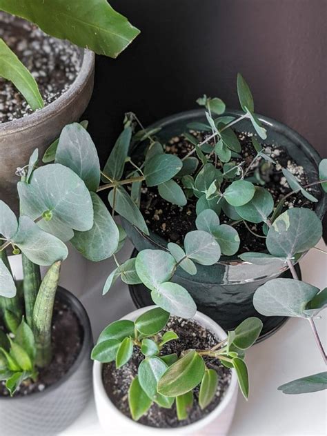 How To Care For Potted Eucalyptus Verena Aldridge