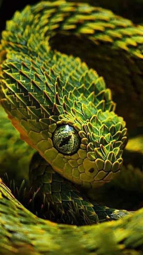 Deadly snakes found only in Australia