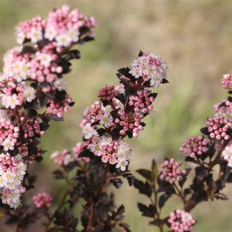 Physocarpus Opulifolius Tiny Wine Ninebark