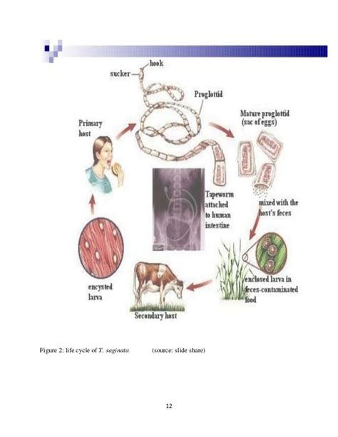 Bovine Cysticercosis