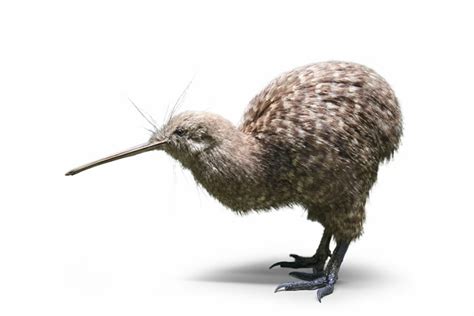 Unearthing Avian Evolution What Can We Learn From Flightless Birds