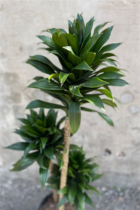 Dracaena Janet Craig Compacta Cut Back 10 Sprout Home