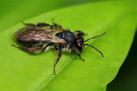 Andrena Sp A Female June 2024 Fovslet Kolding Denmark Erland