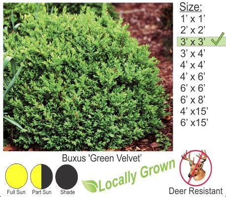 Green Velvet Boxwood – Buxus ‘Green Velvet’ – Techmer Nursery Garden Center & Landscaping ...