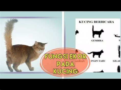 Fungsi Ekor Pada Kucing Apa Saja Youtube