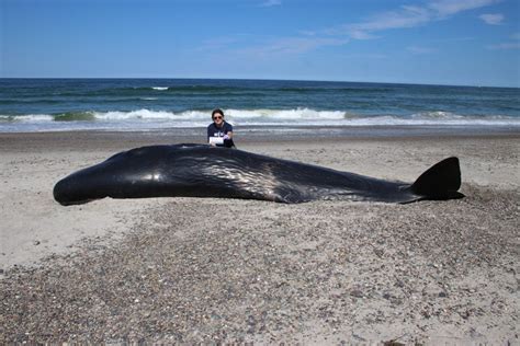 Caroline Mowdy Author At Whale And Dolphin Conservation Usa