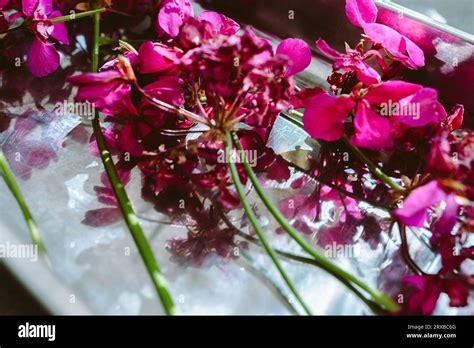 Herbarium Dried Flowers Of Geranium Pelargonium Stock Photo Alamy