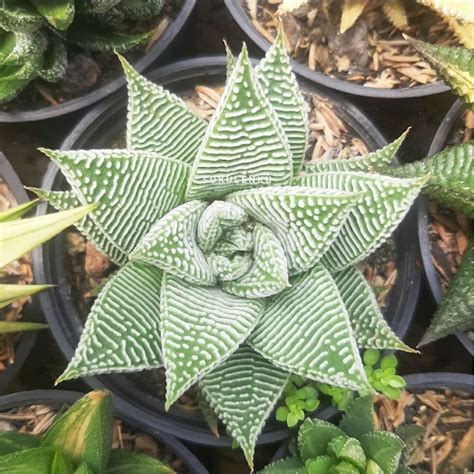 Jual Haworthia Limifolia Var Striata Rare Plants Shopee Indonesia