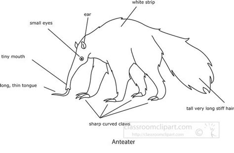 Anteater Clipart Clipart Labeled Anatomy Of An Anteater Clipart | Porn ...