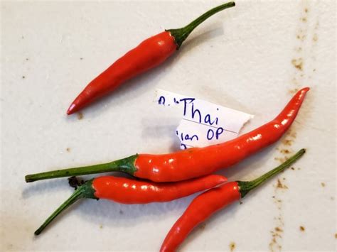 Hot Pepper ‘thai Seeds Certified Organic Garden Hoard Certified