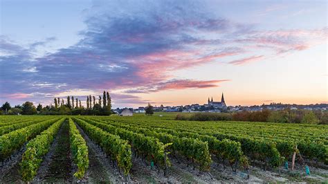 La Vigne Au Rythme Des Saisons Saumur Val De Loire Tourisme