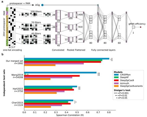 News New Tool Offers Better Prediction Of Grna On Target Efficiency