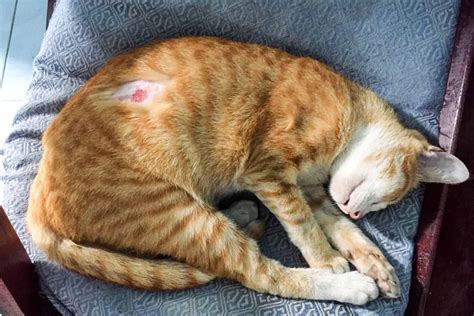 About Cat Skin Tags How To Know If Theyre Benign Or Not