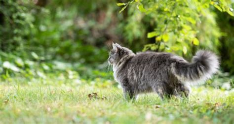 Conseil V T Rinaire Blog L Alop Cie Chez Le Chat Perte De Poils