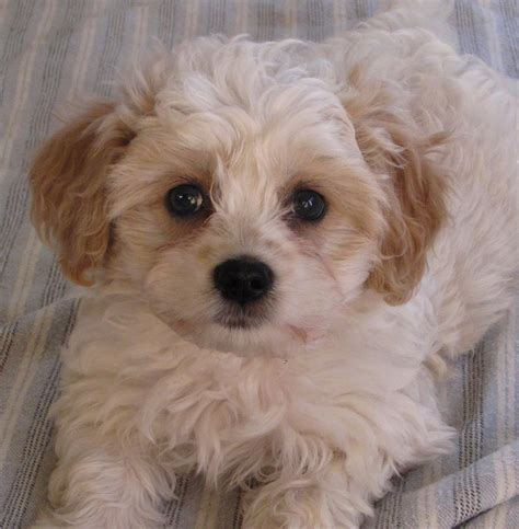 List 104 Pictures What Kind Of Dog Is A Cavachon Latest 092023