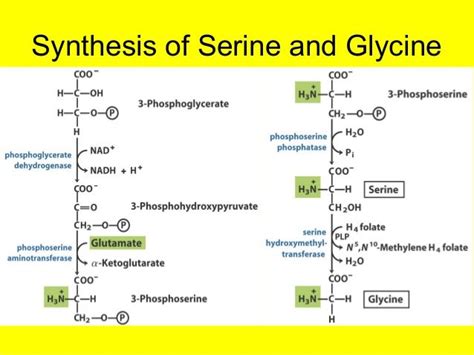 Biosynthesis of amino_acids