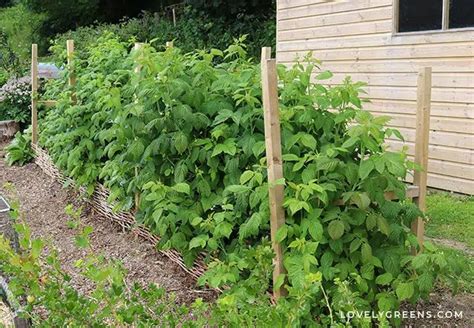 Quick And Easy Diy Raspberry Trellis Raspberry Trellis Trellis Berry Garden