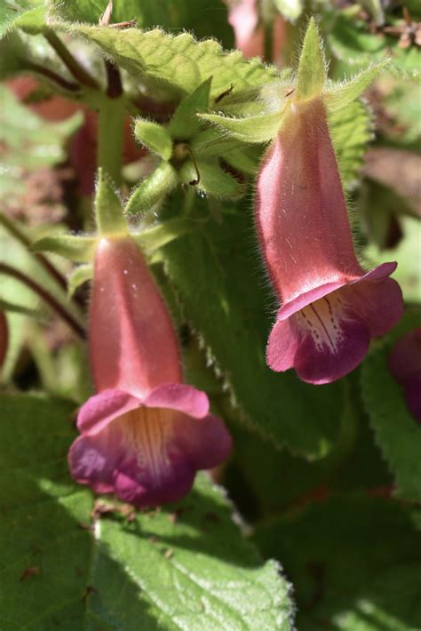 Sinningia speciosa (Bright Eyes, Gloxina, Gloxinia, Violet Slipper Gloxinia) | North Carolina ...