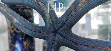 Team:Hainan China/Human Practices - 2020.igem.org