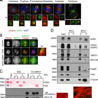 BRISC Is A MAP With Cell Cycledependent Localization A The