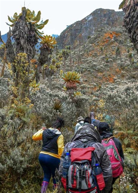 Rwenzori Mountains: 13 Things About "Mountains of the Moon" | Storyteller Travel