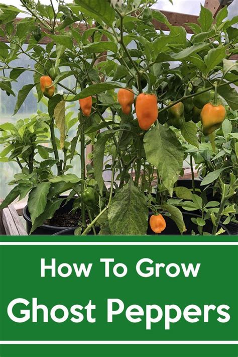 Ghost Pepper Plant How To Grow It Easy Step By Step Guide In 2020 Ghost Pepper Plants