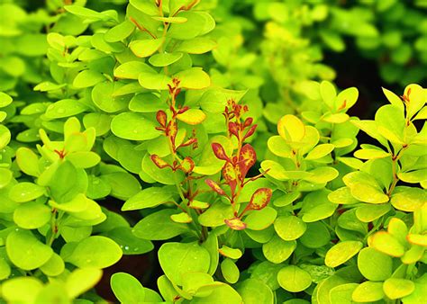 Berberys Thunberga Neon Gold Berberis Thunbergii Opis Wygl D