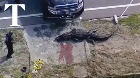 Womans Body Found In Jaws Of 13ft Alligator In Florida Youtube