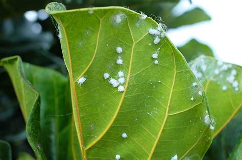 How To Identify And Control Mealybugs Gardeners Path