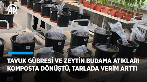 Tavuk G Bresi Ve Zeytin Budama At Klar Ile Tarlada Verim Artt Youtube