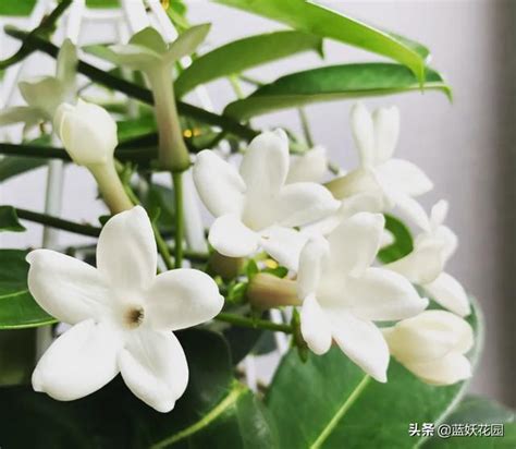 會爬藤的茉莉花，馬達加斯加茉莉，香味濃郁開花多 每日頭條