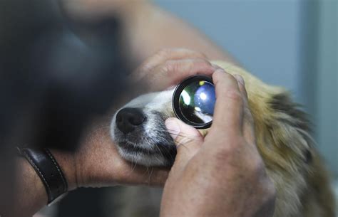 La Conjuntivitis En Los Perros Puede Tener M Ltiples Causas Mascotas