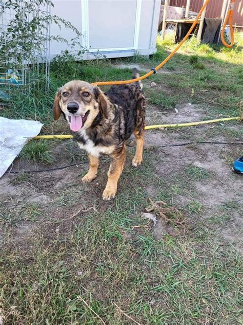 Robin Rüde 4 Monate Mischling Hunde in Not Welpen kleine Hunde