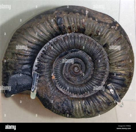 Ammonite Fossil Of An Extinct Marine Animal Stock Photo Alamy