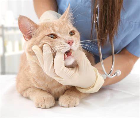 Cosa Fare Se Il Gatto Ha Male Ai Denti