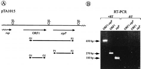 Cotranscription Of Orf1 And Sipp A Schematic Presentation Of The Download Scientific