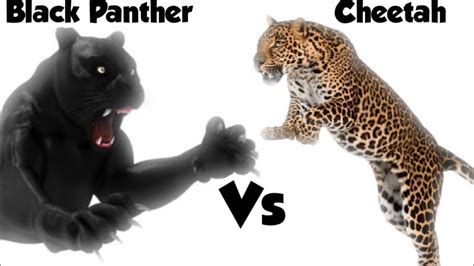 Who Would Win Cheetah Vs Black Panther Black Panther Cheetah