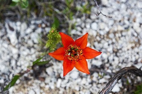 Western Wood Lily Stock Photo Download Image Now Wood Lily Alberta