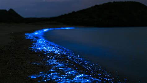 La increíble playa de los destellos o mar de estrellas