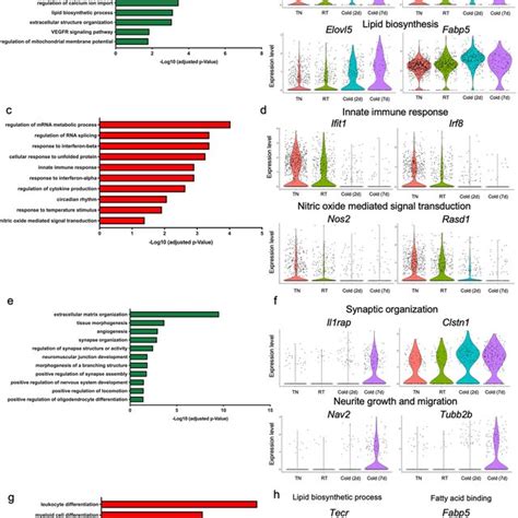 Cold Induced Transcriptional Changes In Bat Endothelial And Schwann