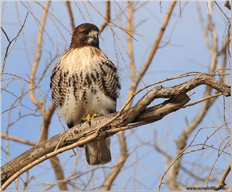 Identifying Northern Red Tailed Hawks Ebird Canada