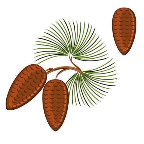 Premium Vector Pine Cone With Branch Pine Cone Tree Fir Branch