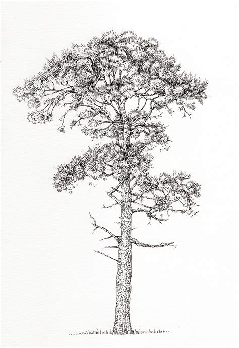 Scots pine Pinus sylvestris tree - Lizzie Harper