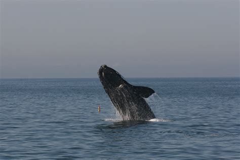 Beluga Whale Species Facts Info And More Wwf Ca